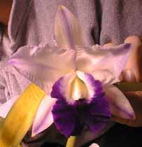 Blue Hawaii