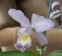 C. Coerulea