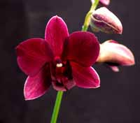 Unknown Dendrobium