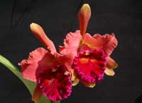 Magnificent Watermelon Gold