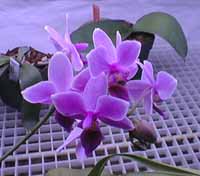 Phalaenopsis hybrid