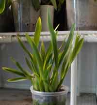 Miltassia 2 years later