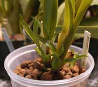 Miltassia 2 months later