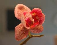 Phal Brother Lancer 'chen'
