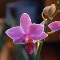 Unknown Phal