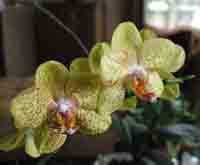 Yellow Speckle