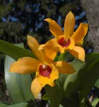Fuchs mandarin
