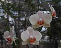Phal. Golden Vintage