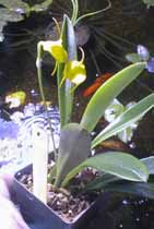 Pixie Treasure