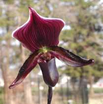 Paphiopedalum